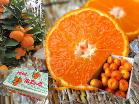 【夏ギフト】ボリューム満点の食べ応え！甘～いジューシー果汁滴る！冷蔵庫で冷やしてやみつき！ネットで話題！「蜜ツ星（みつぼし）」ゴロっと特大玉　秀優混合　たっぷり４．５ｋｇ【商品番号33】「熨斗対応可」