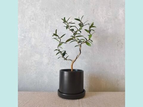 【ギフトにも◎】種から育てた南アルプスのオリーブ盆栽（PS204）