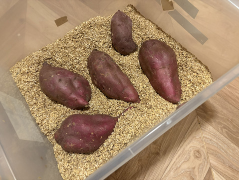 こんなに甘いの⁉シルクスイート