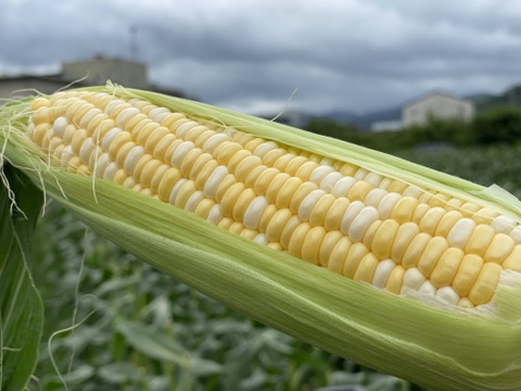 【お試し価格】是非一度食べてみて🌽【ドルチェドリーム】10本＜食べチョクプロデュース商品＞とうもろこし