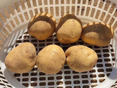🥔採れたて新ジャガ✨農薬・化学肥料不使用「ニシユタカ」3kg　Sサイズ🥔