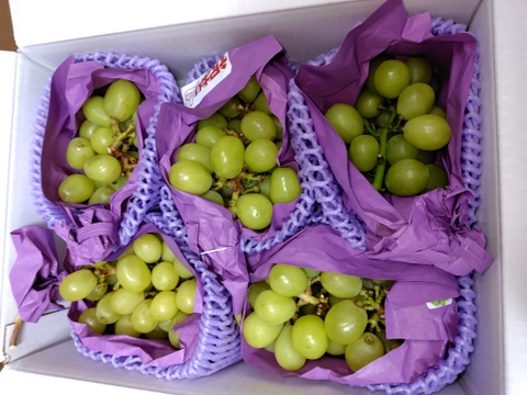 お買い得!まるせい果樹園のぶどう　おまかせ　訳あり　約2.2キロ　房の詰め合わせ(房数不定)  os2