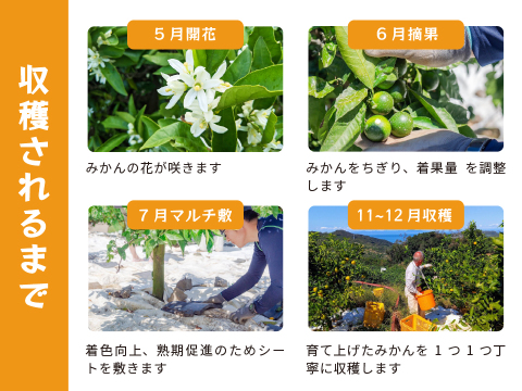 とれたてしもつみかん5kg｜和歌山県海南市下津町から産地直送でお届け