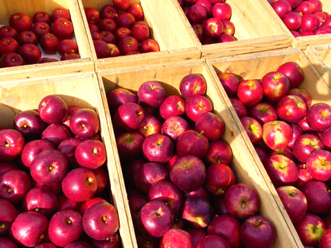 数量限定【青森県産☆100％】蜜入りりんごも入った！５種のりんごで作ったりんごジュース☆1,000ml×６本