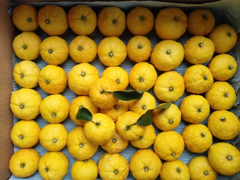 有機JASのお雑煮5種セット❗️【雑煮大根・金時人参・小えび芋・辛味大根・花柚子】お正月をオーガニック野菜で始めよう‼️［発送日12/26、27 限定：到着は遠方以外は翌日］