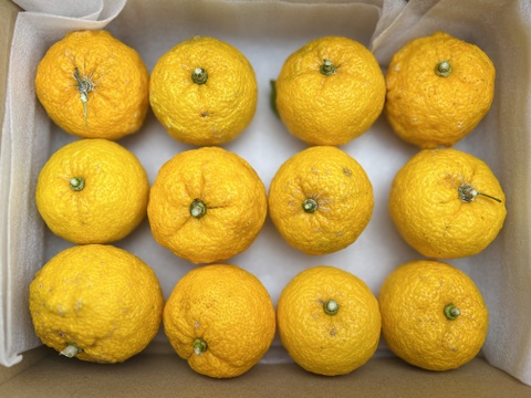 森で育てた自然栽培本柚子！1kg（12個）
