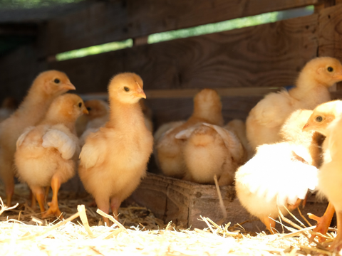 【平飼い 有精卵】自然養鶏「子持生命卵 kinari」10個入パック×２