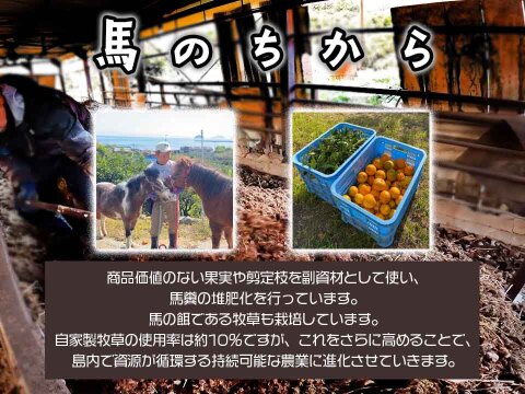 愛媛県中島産】味濃厚春みかん！カラマンダリン農薬不使用
