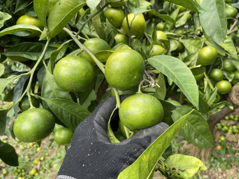 酸っぱい摘果みかんジュース🍊