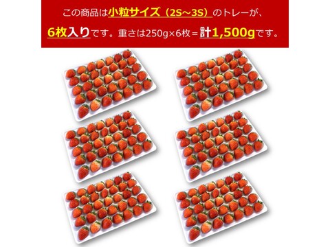 生食できる夏イチゴ 6月～11月発送 秋田県産 なつあかり 夏のしずく ご自宅用 ケーキやスイーツに 小粒サイズ  6トレー 1500g