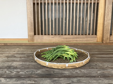 自然栽培のにんにくの芽　1Kg