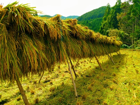 九州山地の自然栽培米　【自然乾燥】5kg