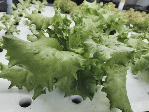 農薬、化学肥料不使用　子供も食べやすいバタビアレタス