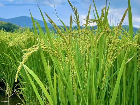 【新米 令和7年産】淡路島産キヌヒカリ 5kg×2袋セット（精白米）