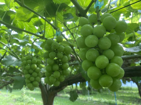 特別栽培ぶどう雄宝♡山形県産♡上品な甘さをお届け♡