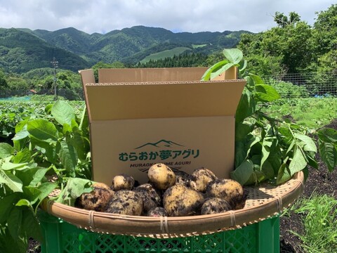【ごろっごろ新ジャガイモ】　兵庫県但馬産新じゃが！　《きたあかり　箱入７kg》