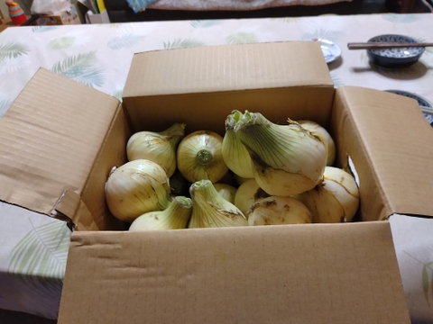 この時期にしか食べられない♪淡路島新玉ねぎ「とろ甘・極早生種」５kg
