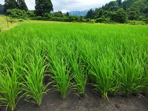 【数量限定】新潟県産コシヒカリ 令和7年度新米 白米 自家消費用お裾分け