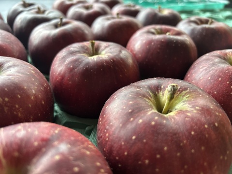 パリッと甘い！山形県産秋映【お試し大玉1.5キロ】