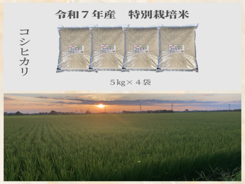 R7年産特別栽培米　   コシヒカリ　20㎏
