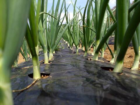 【日テレ出演で話題】💡市場では絶対に入手困難『鳳凰の雫』400年の伝統土壌で培われたブランド玉ねぎ🧅お試し約1キロ