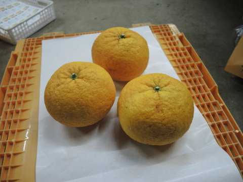 夏みかん　3㎏