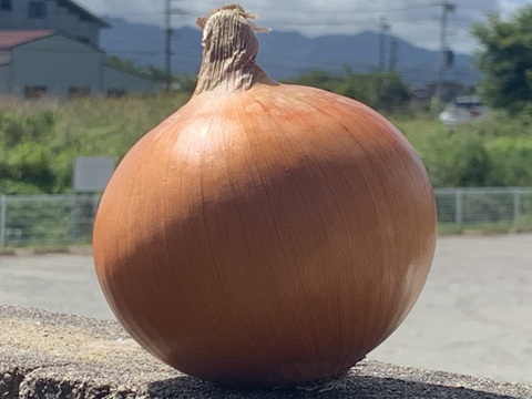 大地の恵み！淡路島完熟玉ねぎ🧅【シャーロットオニオン　輝玉（キラ玉✨）】(10Kg)