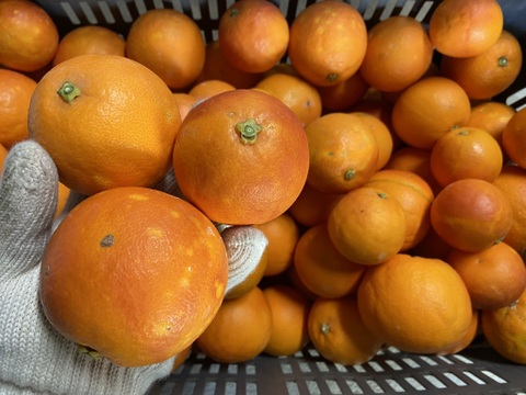 【木取り】ブラッドオレンジ（タロッコ）（１０ｋｇ）甘く爽やかな酸味で味わい深い！サンプル糖度１２～１３．８度