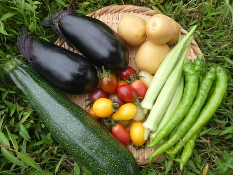 一人暮らしの方に・季節の野菜セット５～７品（Ｓサイズ・1～1.5kg前後）【お試しサイズ】