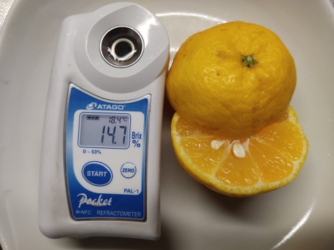 希少品種　家庭用Ｂ品　媛小春　4キロ