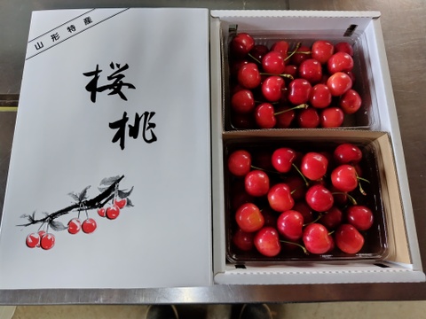 さくらんぼ　 山形美人　山形県上山市産