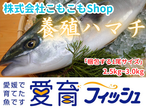 【愛育フィッシュ】朝どれ鮮魚『養殖ハマチ(1尾入/箱)』神経締め付＆ヤマト便配送