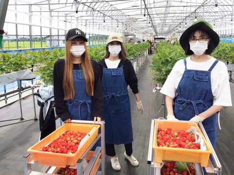 いちご 「しあわせのひとしずく（夏のしずく）」42玉×2 青森県産 朝摘み 直送