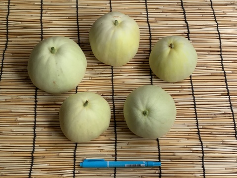 【自然栽培】固定種 みずほニューメロン 2kg以上★農薬・肥料不使用｜昔懐かしメロン