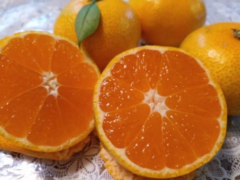 今食べてほしいたべごろに仕上げ　石積み潮風段々畑の石地みかん1.5kg　SMサイズです傷などはありますがミカン好きはぜひ7箱まで送料同じ