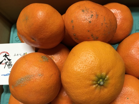 愛媛の甘平☆混合サイズ☆ご家庭用☆⒉5㎏