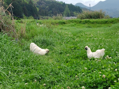 自然栽培のお野菜詰合せ【お試し用】
