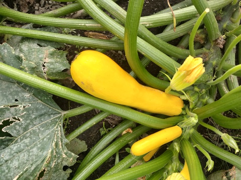 【北海道産】ニンニクと仲間の野菜たち　詰め合わせセット【農薬を使用せず自家栽培】