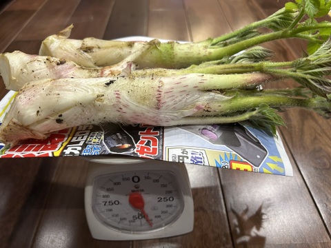 春の訪れ！ウド(300〜400g)。まずはこれから！お試し商品。