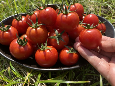 茨城県産 ミニトマト(無農薬) 甘っこ 1kg | clinicaversalles.com.pe