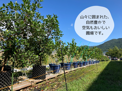 【山形県白鷹町産】キリっとスッキリ！グリーンレモン　璃の香  1kg