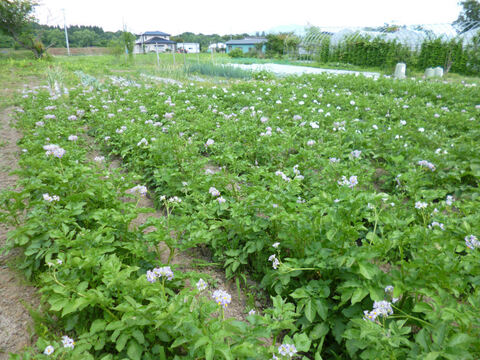 2023年産　農薬・肥料不使用で育てた中まで紫色のジャガイモ【シャドークイーン5㎏】
