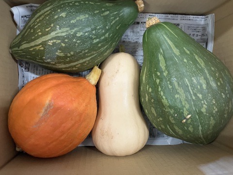 カボチャ3種セット★ほっこりロロンとねっとりバターナッツ🟡コリンキー