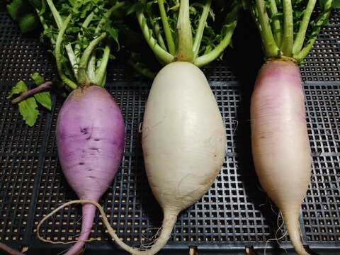 ✨【採れたて葉付き】食卓を彩る「旬のミニ大根」お任せ2〜3種セット｜採れたて直送！農薬・化成肥料不使用✨