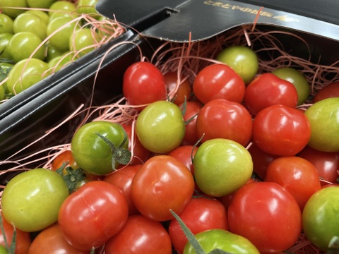 【限定100セット】愛されトマトのフルコース便🍅（食べチョク公式）