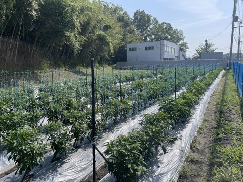 京都山城産　万願寺とうがらし　約1kg