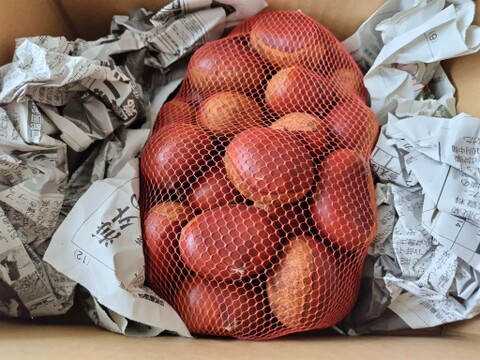 【今が旬！数量限定】温湯殺虫済　銀寄3L以上(1kg)