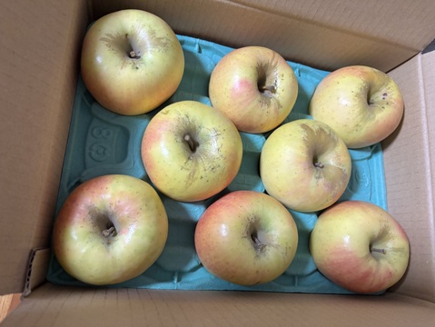 ★売りつくしセール★信州安曇野産ぐんま名月【家庭用3kg☆7~12玉入り】〜見た目は劣っても味はそのままのワケアリりんごたちを詰め合わせました〜※化学合成農薬約40％削減