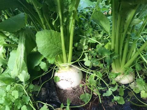 最高峰漬物・かぶら寿司【3枚】【年内限定】北陸冬の味覚代表