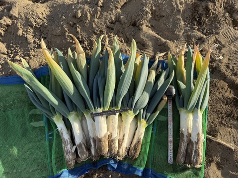 【農薬節減】とろける甘さ 極太下仁田ネギ（Lサイズ以上を18本）